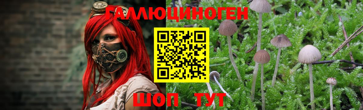 Галлюциногенные грибы Psilocybe Тара